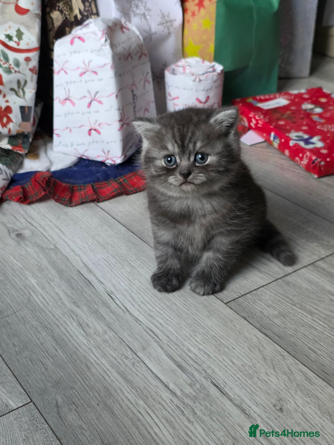 Scottish Fold cats for sale: Scotish fold ears kittens  - Advert 2