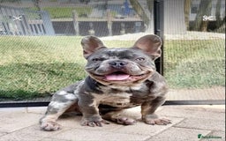 Mixed Breed dogs for sale: Boy French bull dog - Image 3