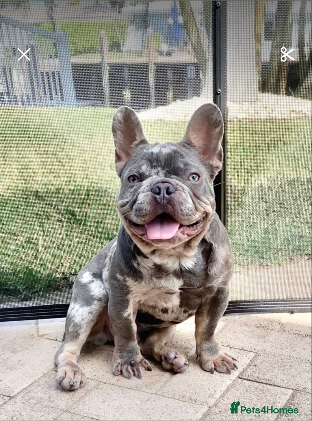 Mixed Breed dogs for sale: Boy French bull dog - Image 3