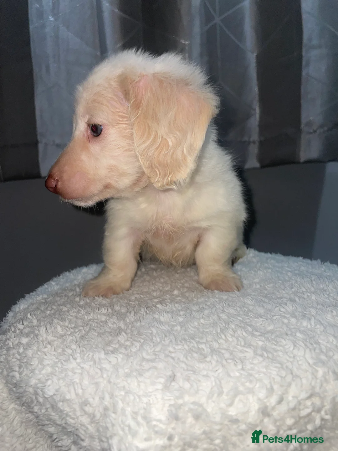 Miniature Dachshund dogs for sale: Longhaired mini creams  - Advert 4