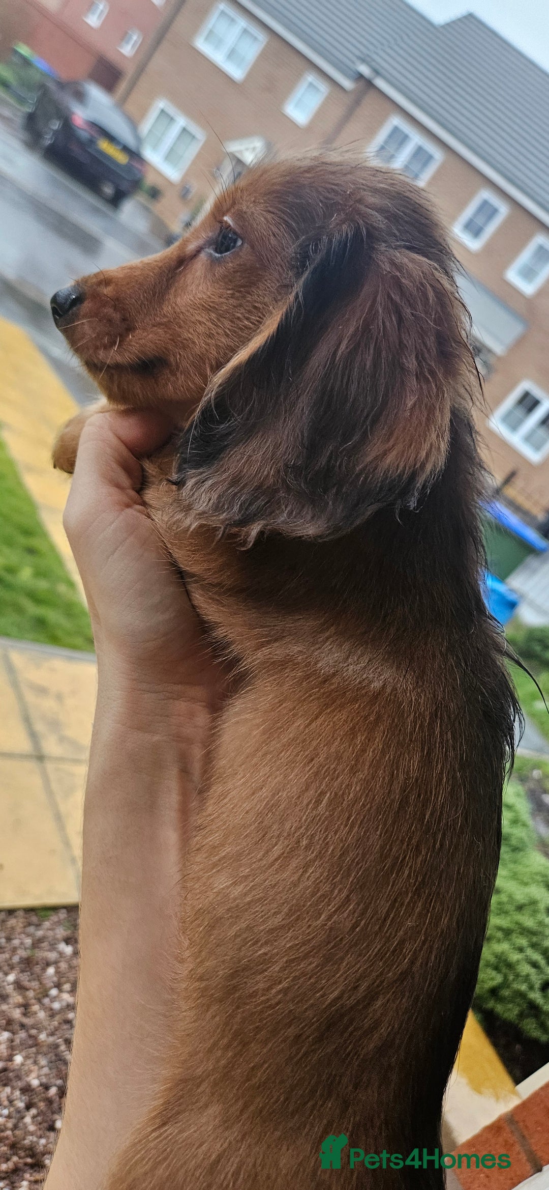 Miniature Dachshund dogs for sale: Ready now 🩵🩵🩵🩷 - Advert 36