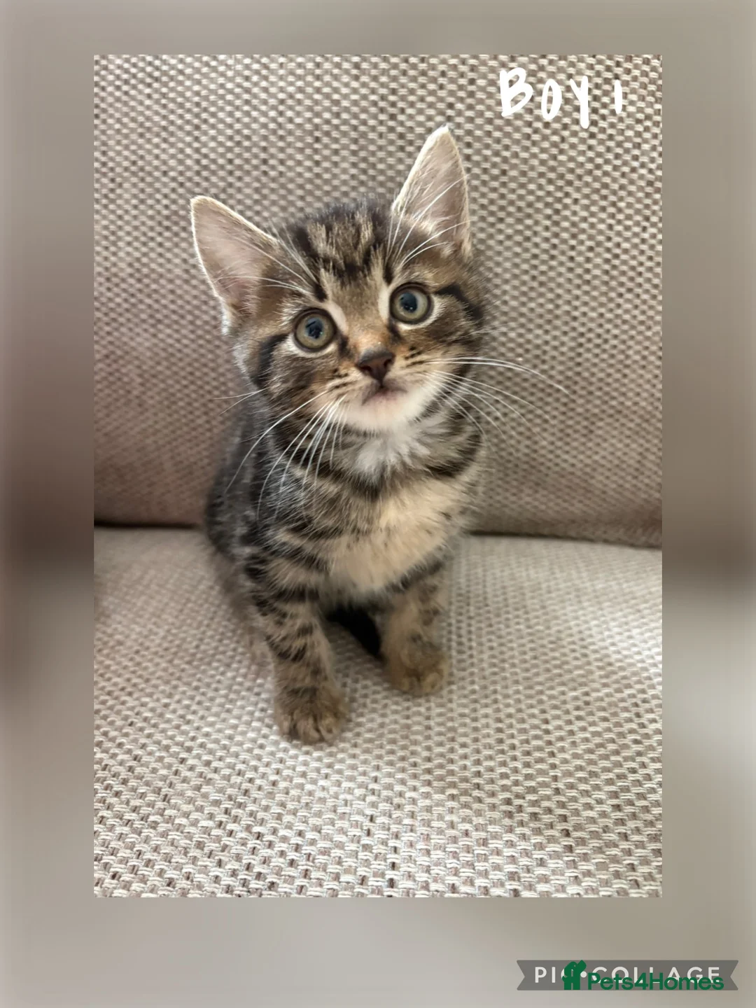 Mixed Breed cats for sale: Kittens for sale  - Advert 2