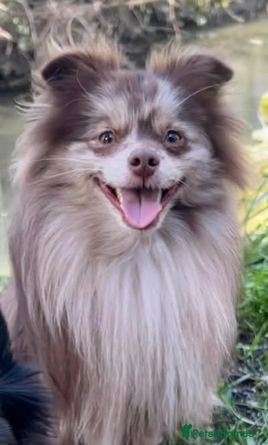 Pomeranian dogs for stud: Rare Merle Pomeranian For Stud Derbyshire in Chesterfield - Advert 3