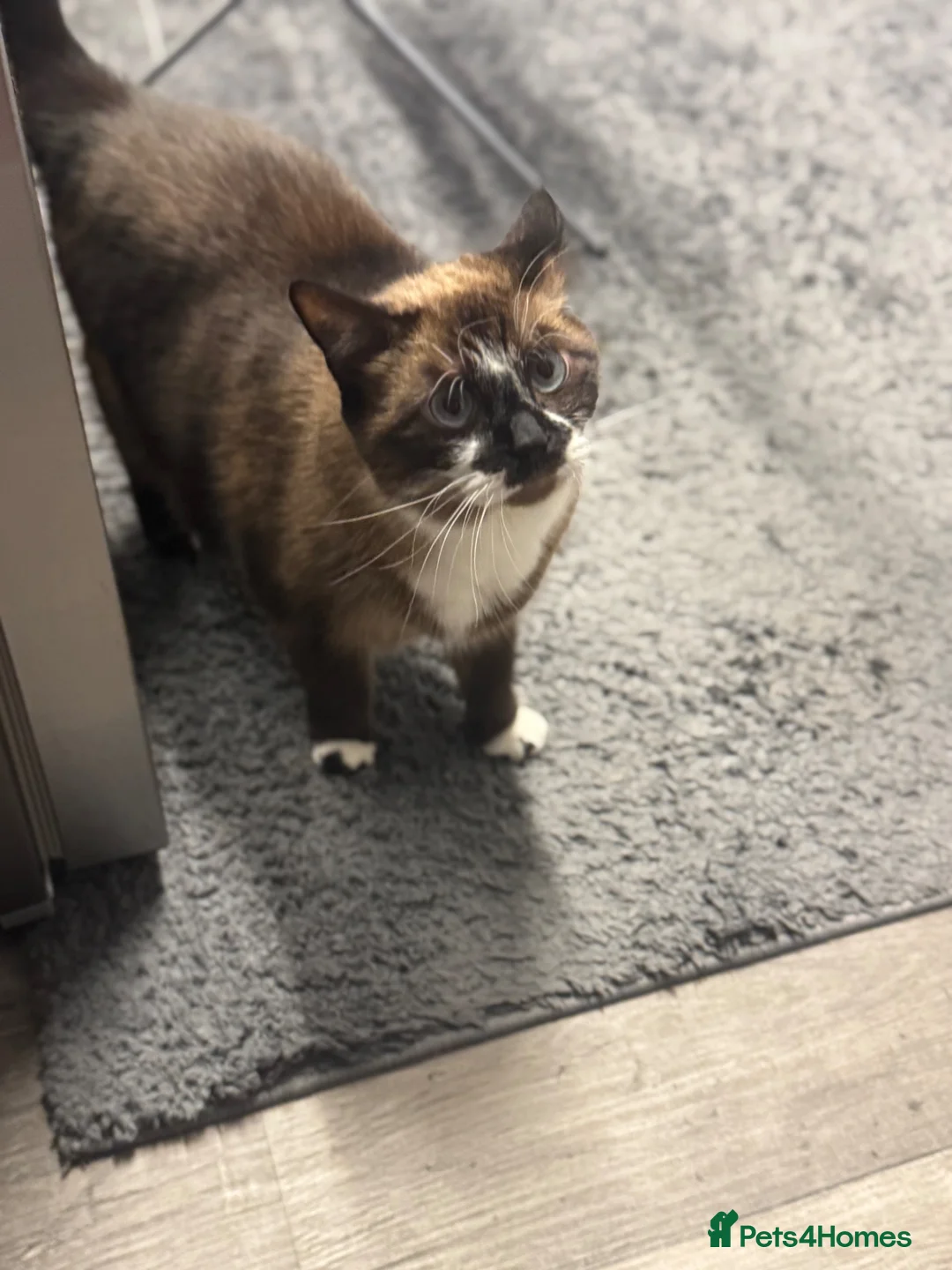Ragdoll cats for sale: Female ragdoll  in Birmingham - Advert 1