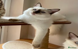 Ragdoll cats for sale: Ragdoll kittens from Moonliteyecats  - Image 36