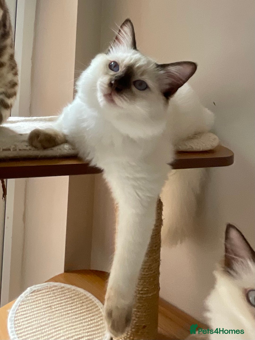 Ragdoll cats for sale: Ragdoll kittens from Moonliteyecats  - Image 36