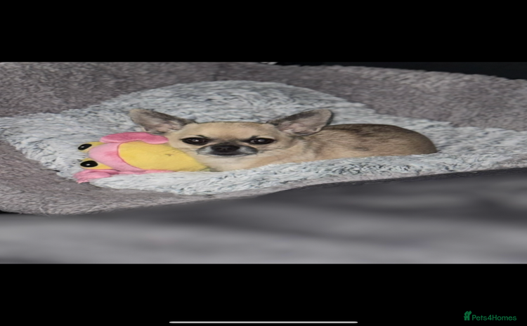 Chihuahua dogs - Advert 1