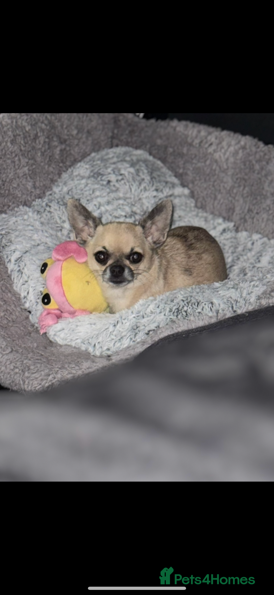 Chihuahua dogs for sale: Chihuahua female Lilac beige  - Image 1