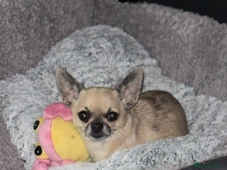 Chihuahua dogs - Advert 7