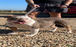 Olde English Bulldogge dogs for sale: Old English Bulldog PUPPIES 👀‼️ - Image 26