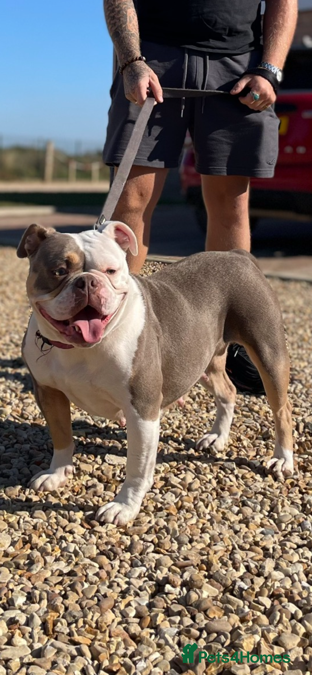 Olde English Bulldogge dogs for sale: Old English Bulldog PUPPIES 👀‼️ - Image 26