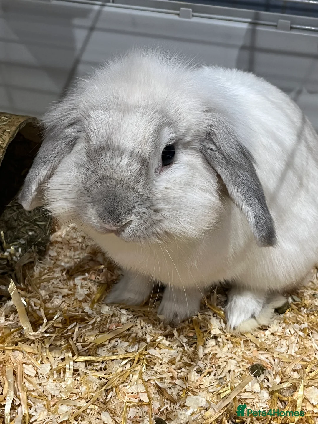 English Lop rabbits for sale: White english lop in Swanley - Advert 1