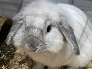 English Lop rabbits White english lop - Advert 4