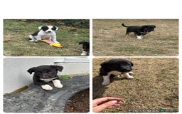 Mixed Breed dogs for sale: Beautiful Huntaway x Collie pups  - Image 1