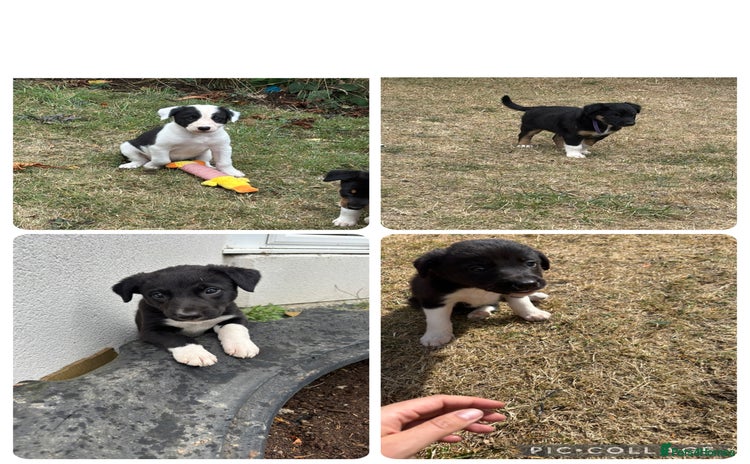 Mixed Breed dogs - Advert 3