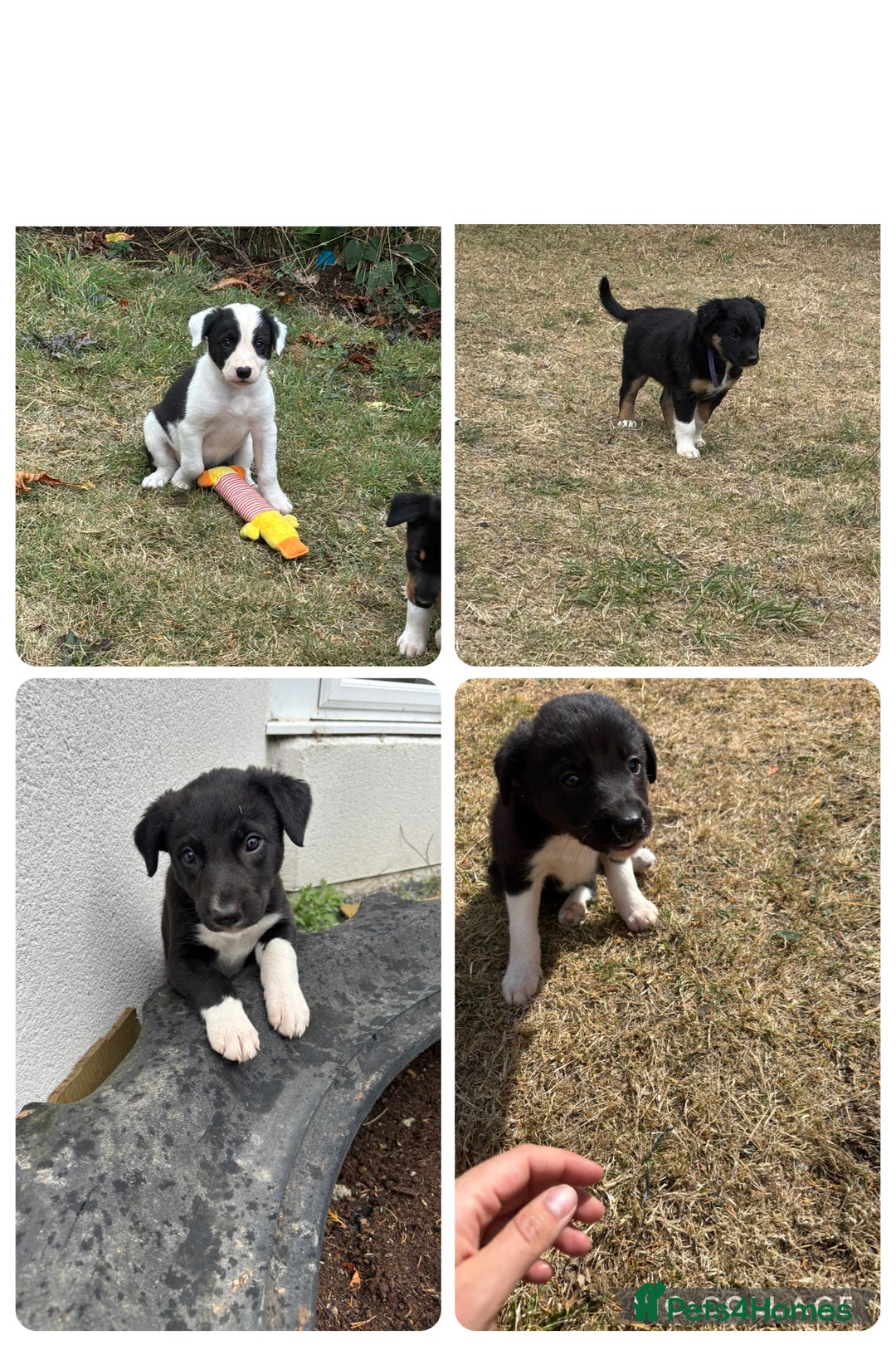 Mixed Breed dogs for sale: Beautiful Huntaway x Collie pups  - Image 1
