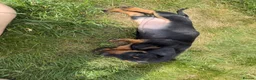 Miniature Dachshund dogs for sale: Miniature dachshund puppies  in Winchester - Advert 16