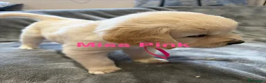 Miss Pink