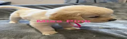 Golden Retriever dogs for sale: Gorgeous litter of 4G 5B pure golden retrievers.  - Advert 10