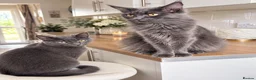 Mixed Breed cats for sale: Gorgeous Blue-Grey Maine Coon X Russian Blue - Advert 9