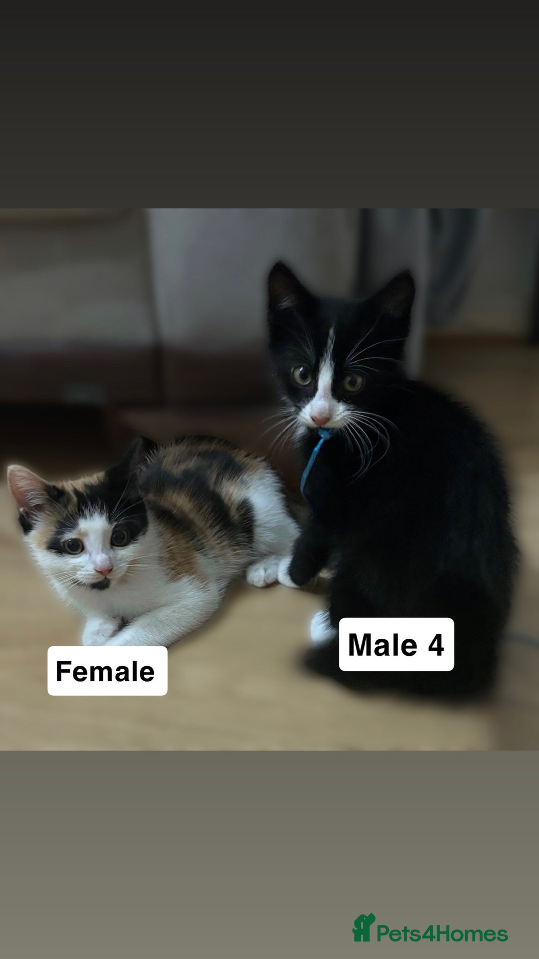 Mixed Breed cats for sale: Purrfect Little kittens Looking for Loving Homes - Image 7