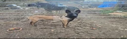 Belgian Shepherd Dog dogs for sale: Nala 1 yr old Mali bitch  in Torrington - Advert 3