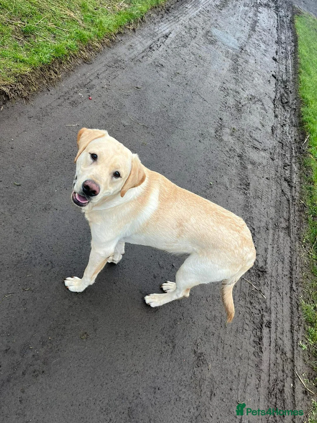 Labrador Retriever dogs for sale: Full breed golden Labrador  - Advert 2