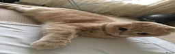 Scottish Fold cats for sale: Scottish fold male - Advert 5