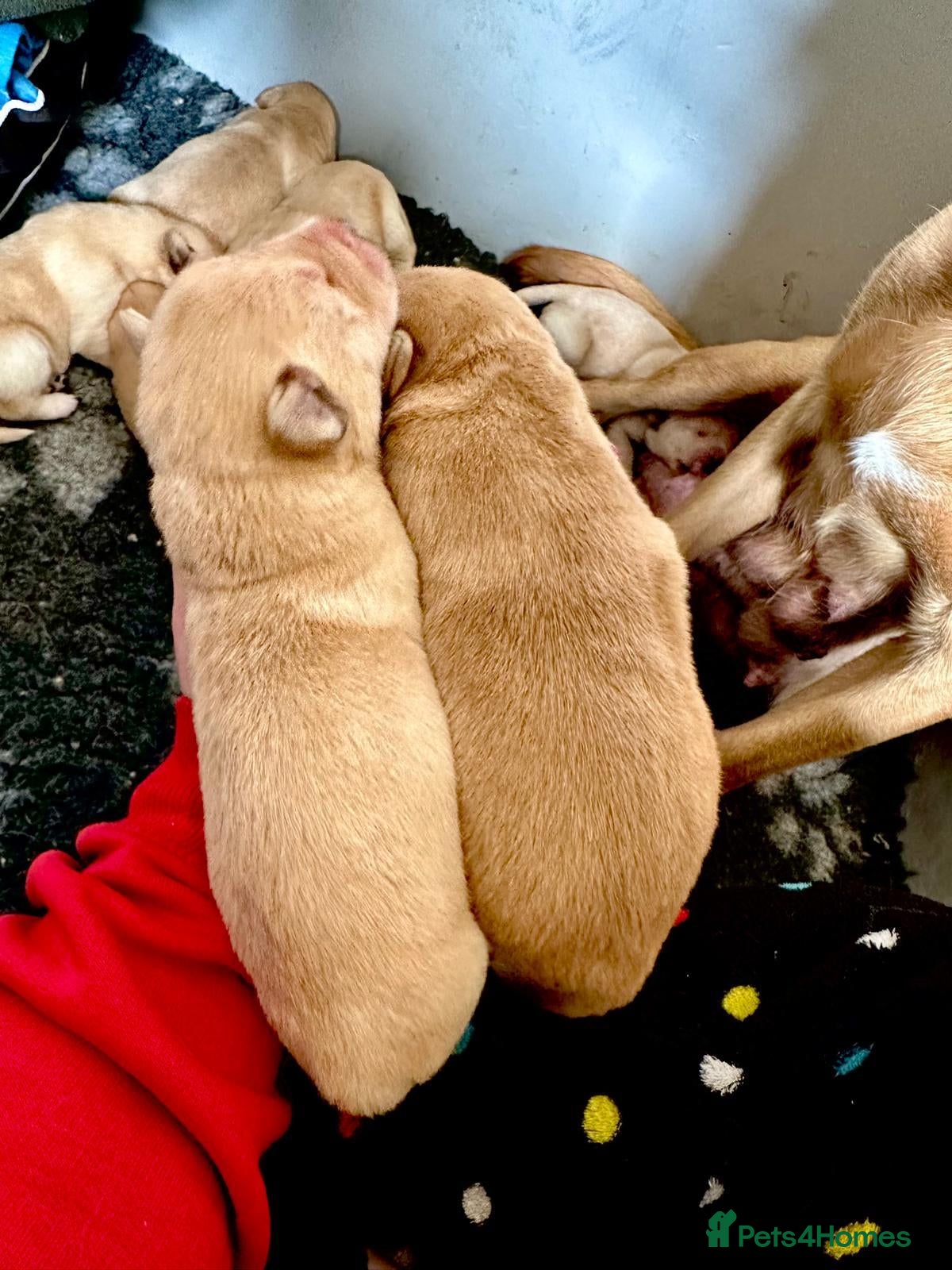 Labrador Retriever dogs FTCH CHAMPION🏆 KC HEALTH TESTED STAR STUDED PED⭐️ - Advert 2