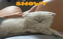 Scottish Fold cats for sale: 🐾 Stunning Scottish Fold Kittens - Ready Soon!🐾 - Image 5