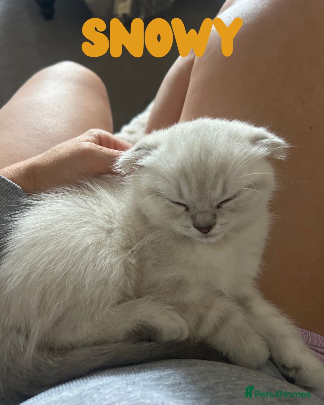 Scottish Fold cats for sale: 🐾 Stunning Scottish Fold Kittens - Ready Soon!🐾 - Image 5