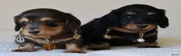 Miniature Dachshund dogs for sale: 5*Licensed+ LongHaired+KCreg+PraClear+Vetchecked - Advert 12
