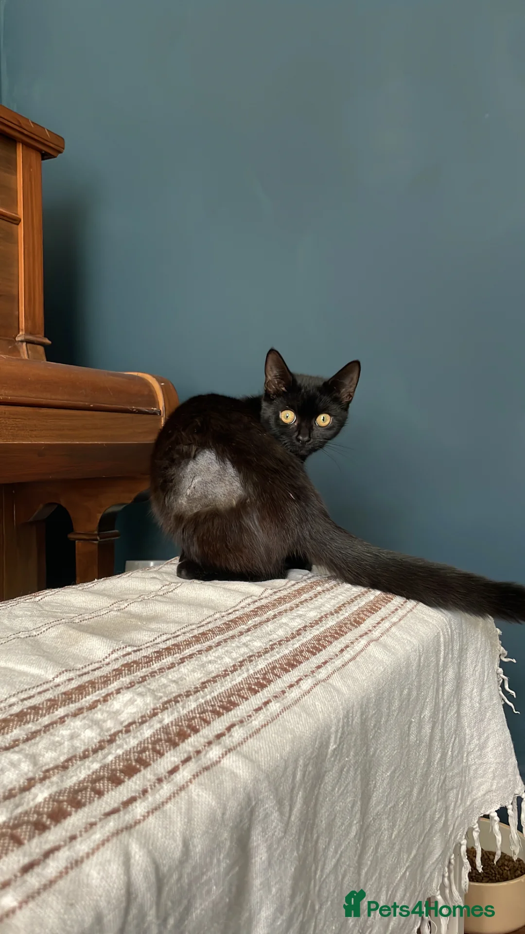 Domestic Shorthair cats for adoption: Star, 8 month old girl  - Advert 11