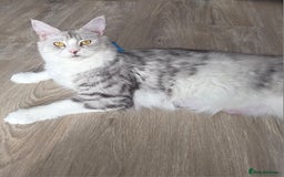 Maine Coon cats for sale: Xl Maine coon kittens  - Image 12