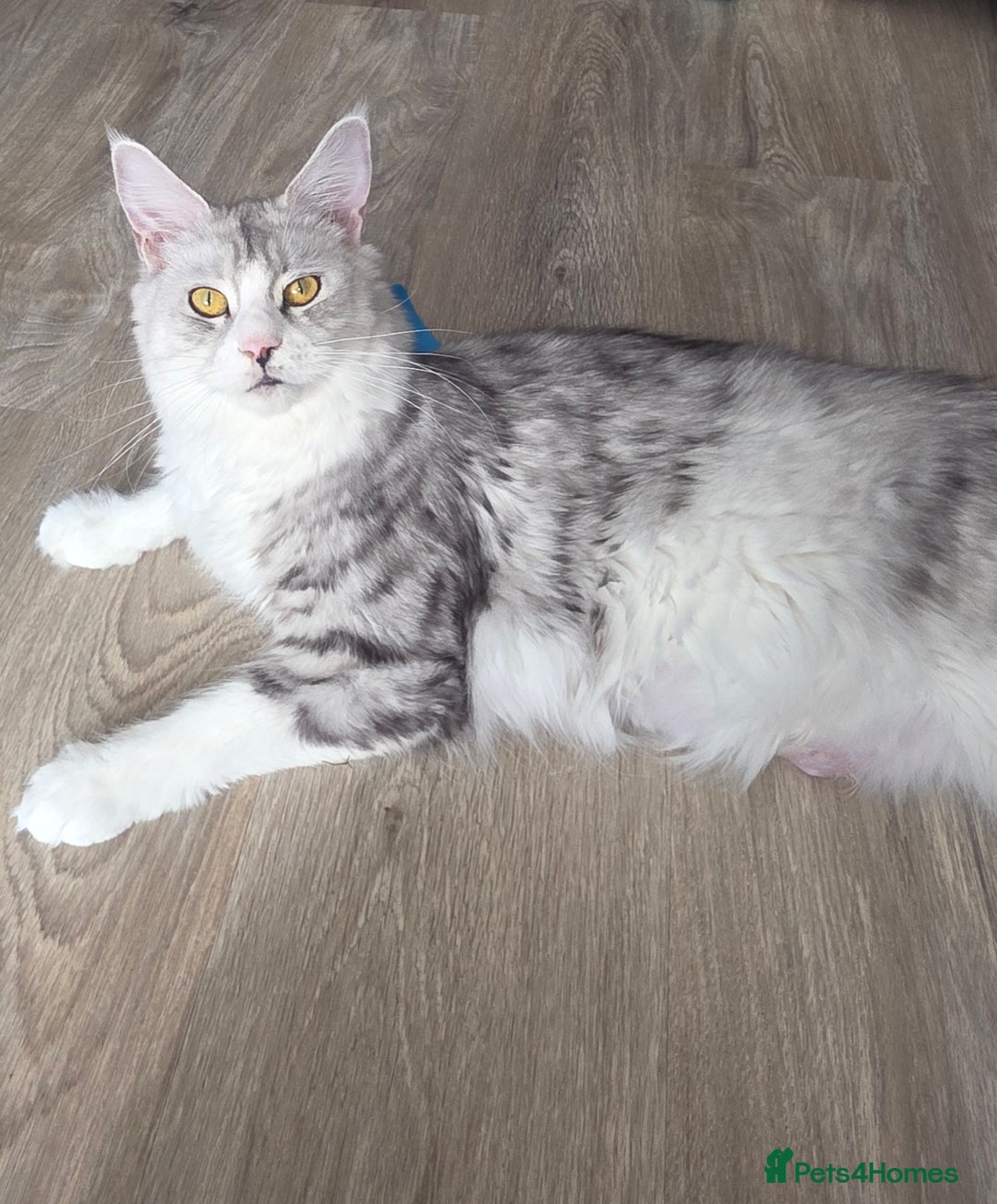 Maine Coon cats for sale: Xl Maine coon kittens  - Image 12