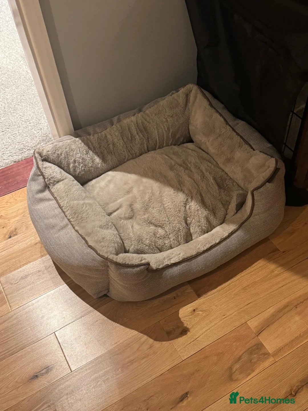 Maltipoo dogs for sale: F1 MALTIPOO PUPPY BOY Cream Colour 10 Weeks Old - Advert 8