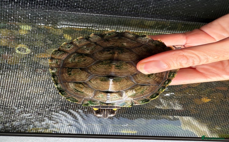 Turtle reptiles - Advert 1