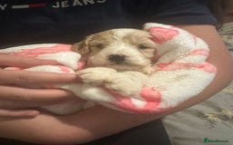 Cockapoo dogs for sale: 5 cockapoo puppy ready 13nov  - Image 31