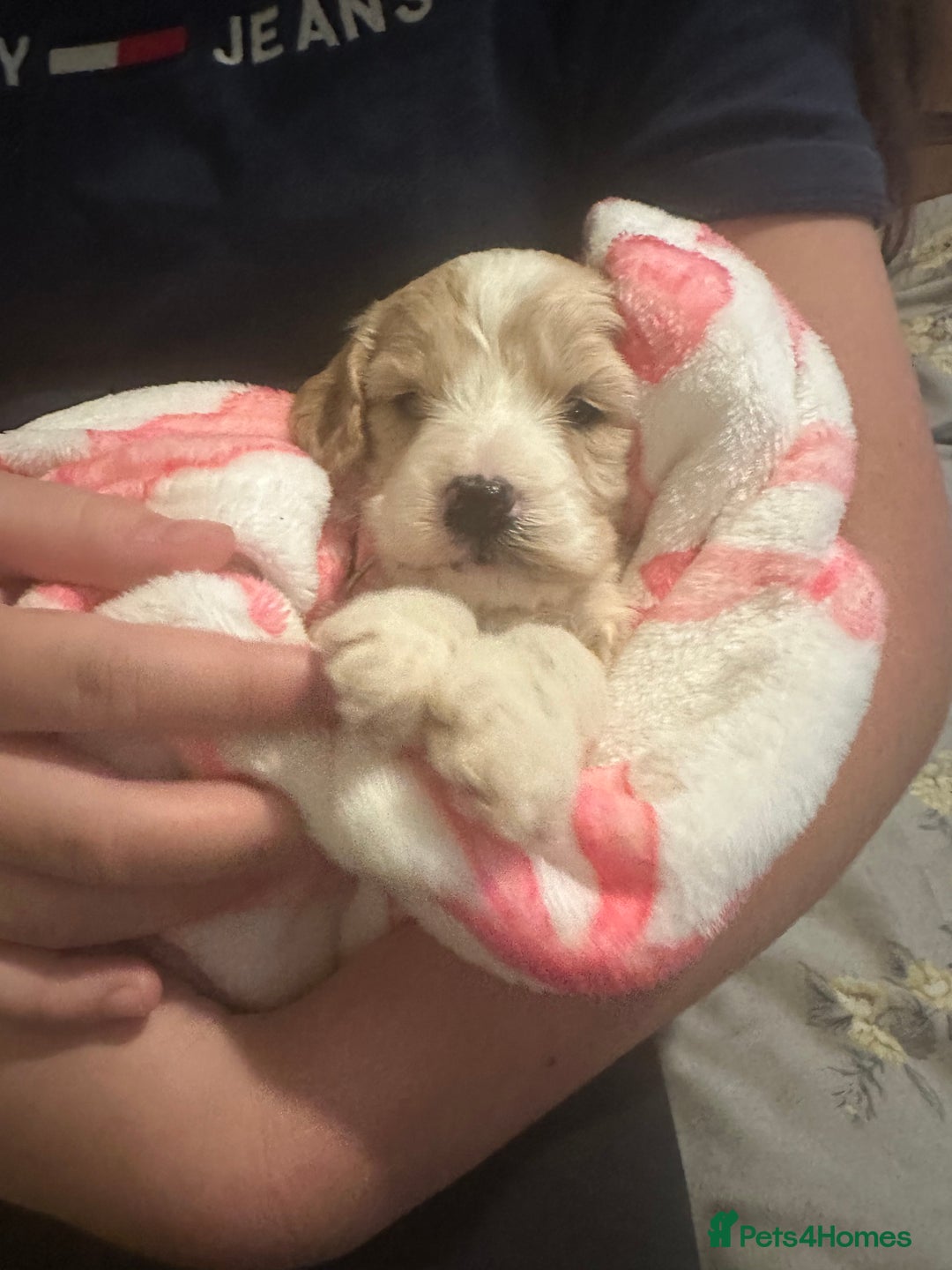 Cockapoo dogs for sale: 5 cockapoo puppy ready 13nov  - Image 31