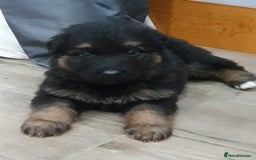 German Shepherd dogs for sale: Kennel Club Straight back GSD - Image 7