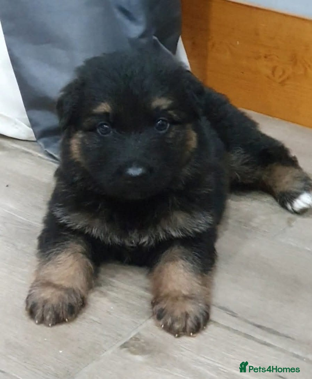 German Shepherd dogs for sale: Kennel Club Straight back GSD - Image 7