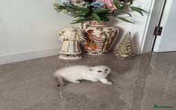 Scottish Fold cats for sale: *LUXURY SCOTTISH FOLD & 1 STRAIGHT KITTENS* - Advert 4