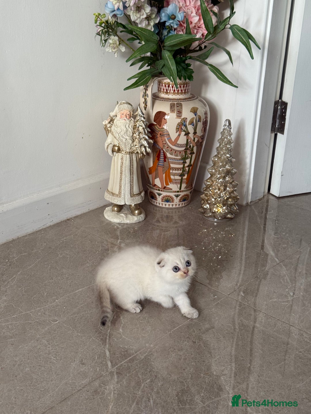 Scottish Fold cats for sale: *LUXURY SCOTTISH FOLD & 1 STRAIGHT KITTENS* - Advert 4