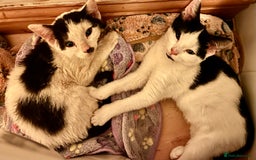 Mixed Breed cats for adoption: Pongo the rescue kitten needs new home - Image 3
