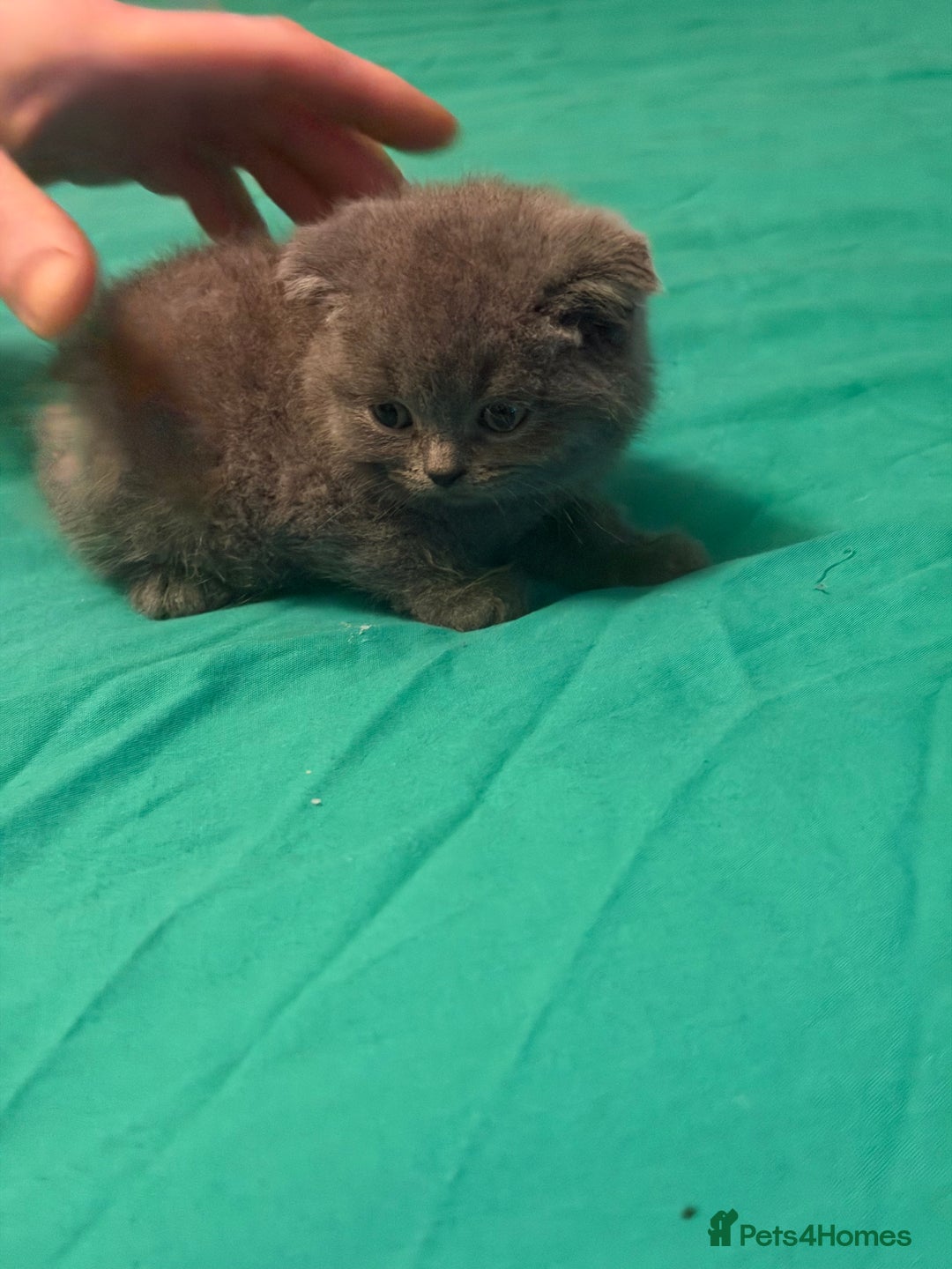 Scottish Fold cats for sale: Scottish fold kittens - Advert 19