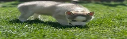 Siberian Husky dogs for sale: Beautiful Husky Puppies in Wells - Advert 27