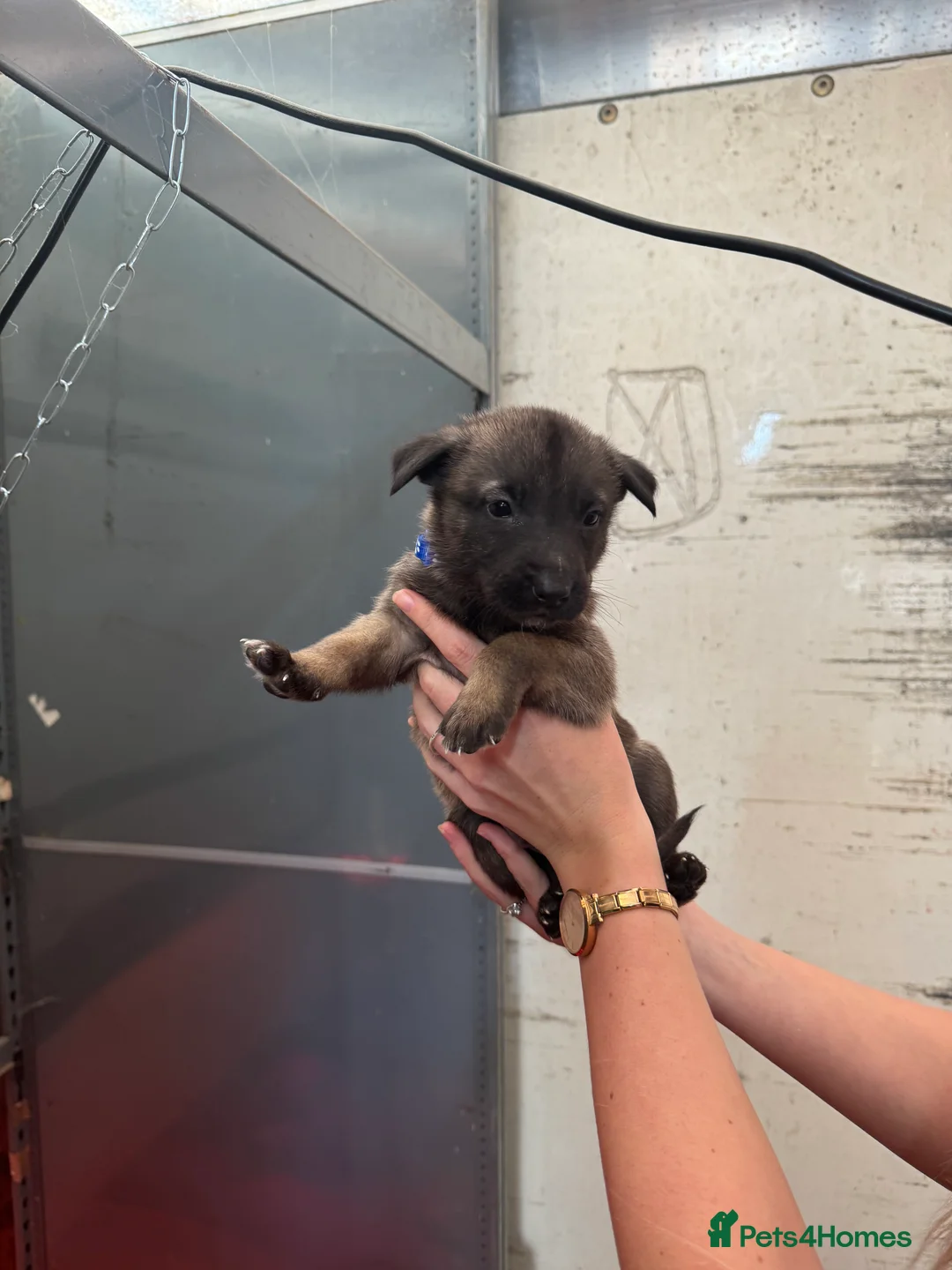 Belgian Shepherd Dog dogs for sale: Gorgeous Belgian Malinois Puppies - Advert 28