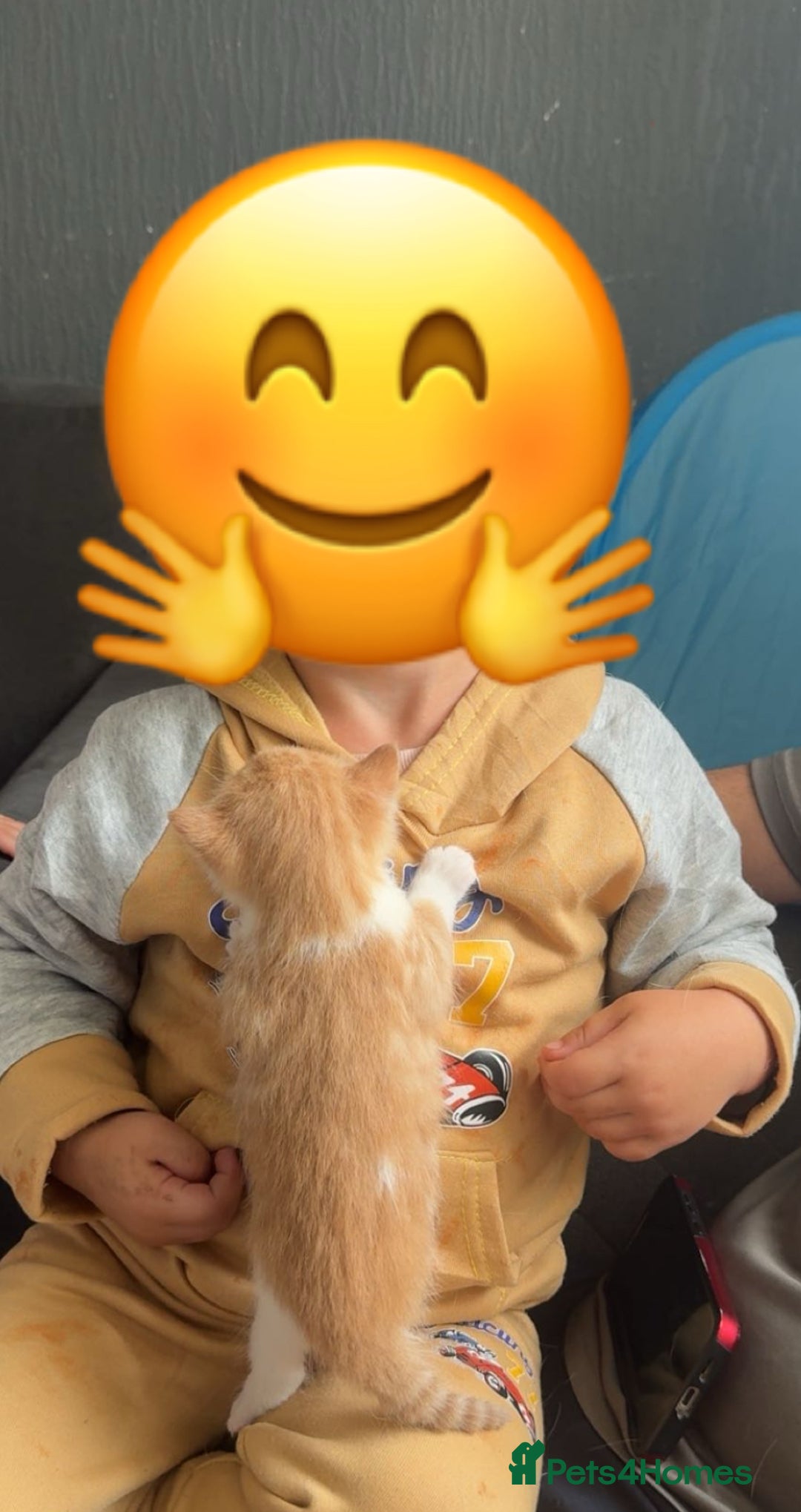 Mixed Breed cats for sale: Ginger fluffy kitten - Image 6