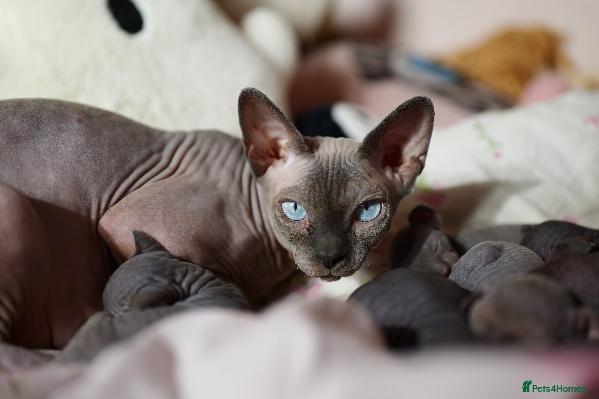 Sphynx cats Lovely Sphynx Kittens available - Advert 1