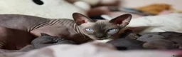 Sphynx cats for sale: Lovely Sphynx Kittens available - Advert 1